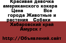 Красивая девочка американского кокера › Цена ­ 35 000 - Все города Животные и растения » Собаки   . Хабаровский край,Амурск г.